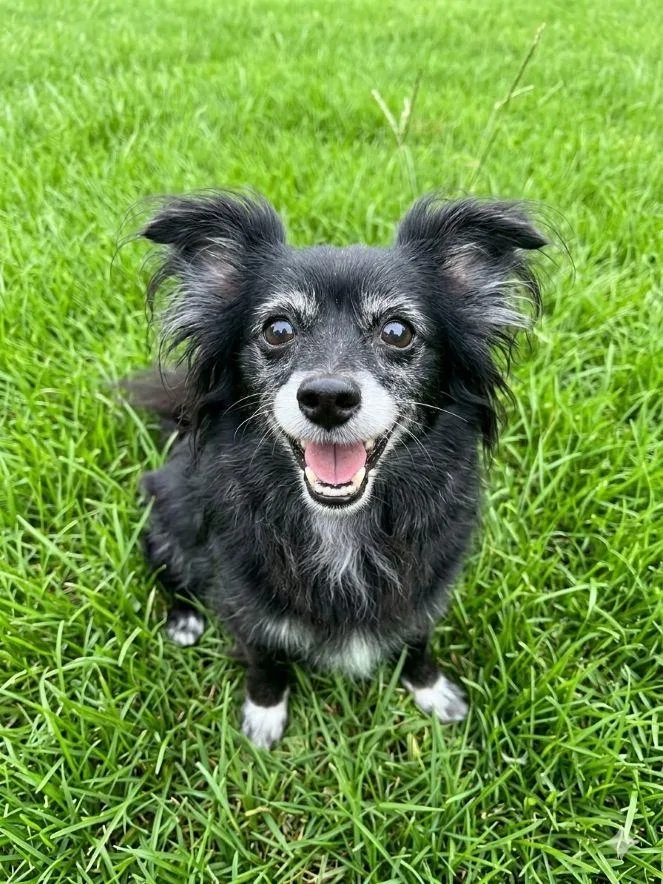 A senior small-sized female Chihuahua dog named Dolly for adoption in East Hartford, CT