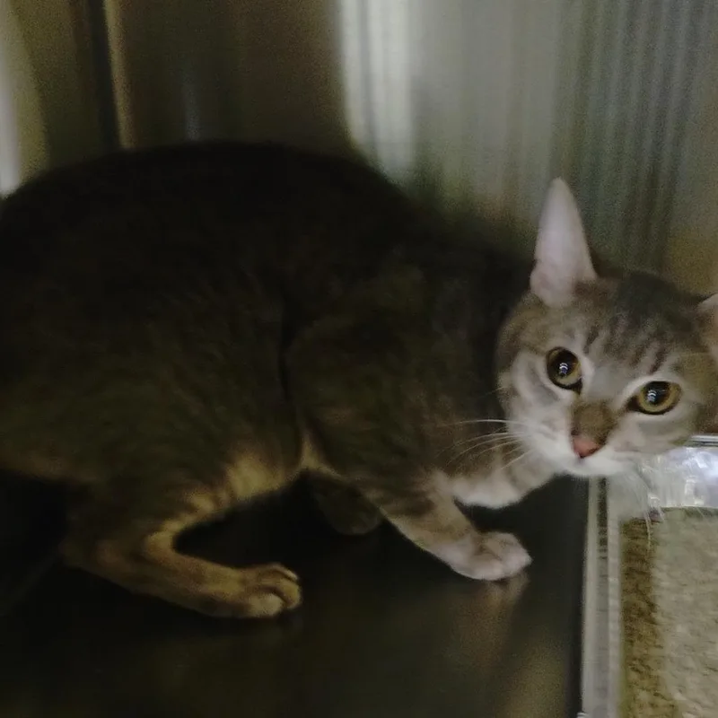 An adult medium-sized male Gray / Blue / Silver Domestic Short Hair cat named Dodger for adoption in San Gabriel, CA