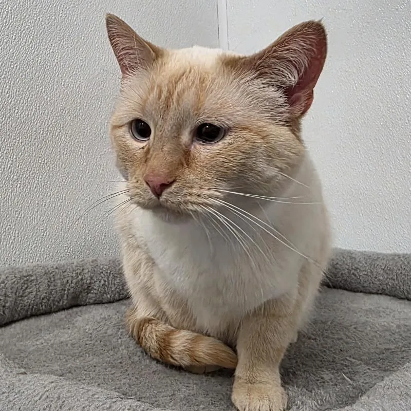 An adult large-sized female Domestic Short Hair cat named Mouse for adoption in Yankton, SD