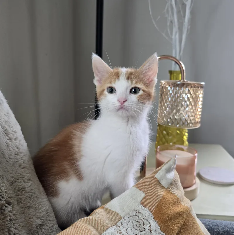 A baby medium-sized male Orange & White Domestic Short Hair cat named Hopper for adoption in Maple Valley, WA