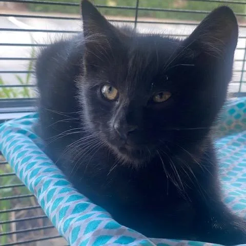 A baby small-sized male Black Domestic Short Hair cat named Cinder for adoption in Chesapeake, VA