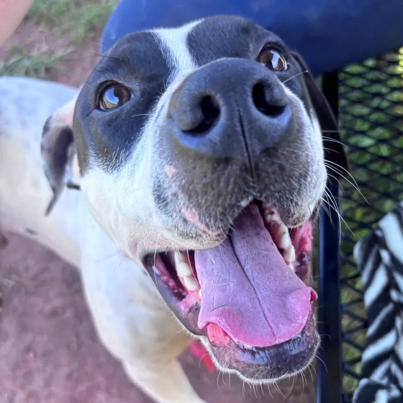 A young medium-sized male Black Mixed Breed dog named LittleFoot for adoption in York, PA