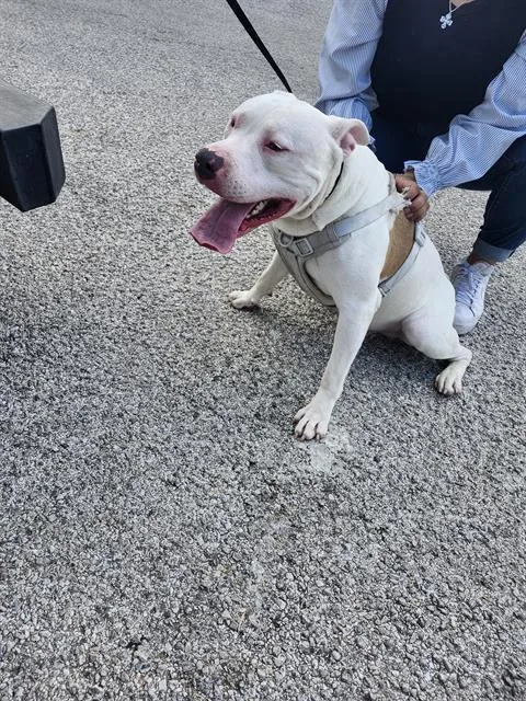 A young large-sized male American Staffordshire Terrier dog named Gravy for adoption in San Antonio, TX