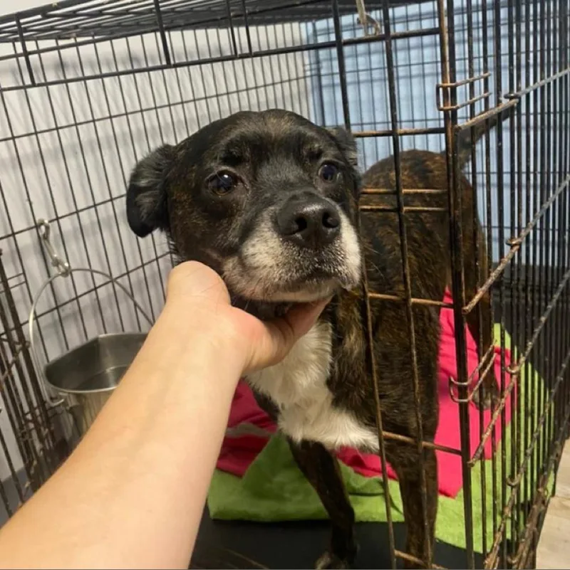 A senior medium-sized male Black Terrier dog named Digbyceasar for adoption in St. Louis, MO