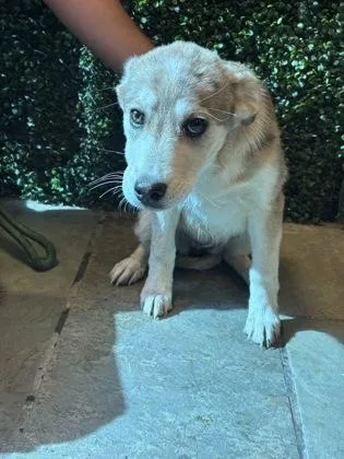 A baby medium-sized female Yellow / Tan / Blond / Fawn Mixed Breed dog named 60978648 for adoption in El Paso, TX