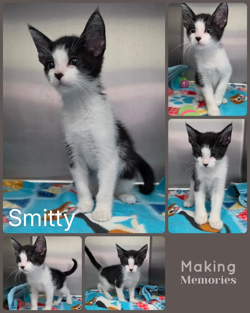 Smitty thumbnail 2