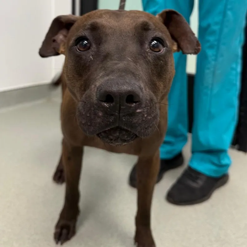 An adult medium-sized female Brown / Chocolate Shar-Pei dog named Doja for adoption in Abilene, TX