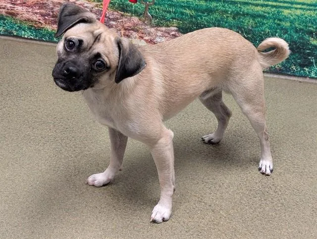 An adult small-sized male Pug dog named Kipper for adoption in Moreno Valley, CA