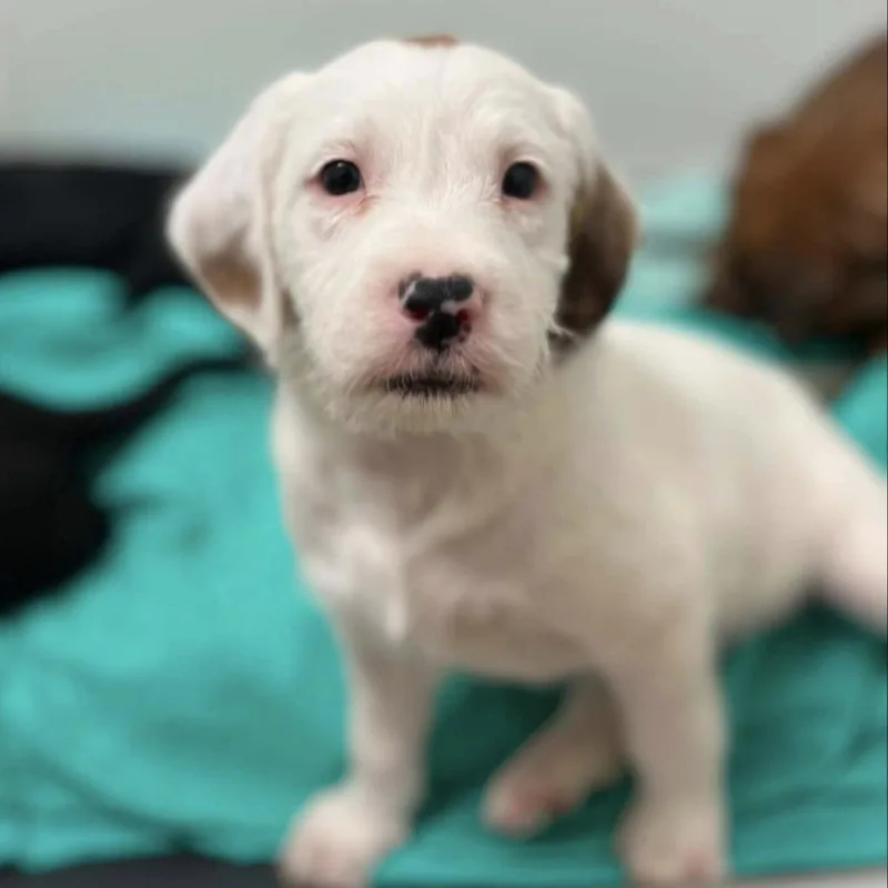 A baby medium-sized female White / Cream Spaniel dog named Belle for adoption in Nanuet, NY