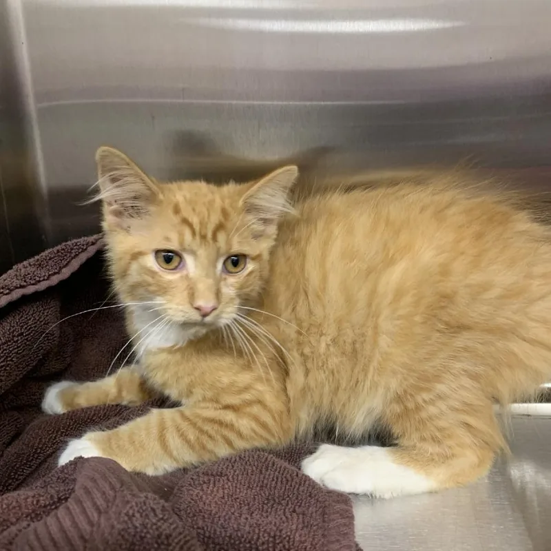 A baby small-sized male Orange / Red Domestic Medium Hair cat named Cantaloupe for adoption in Morganton, NC