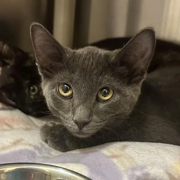 A baby medium-sized male Domestic Short Hair cat named Piastri for adoption in Walnut Creek, CA