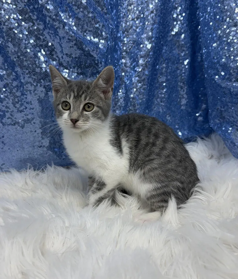 A young medium-sized male Gray & White Domestic Short Hair cat named Gilbert for adoption in Clarkesville, GA