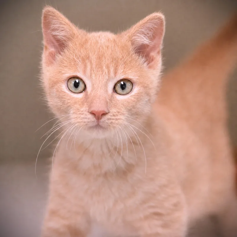 A baby medium-sized male Buff / Tan / Fawn Domestic Short Hair cat named Garfunkel for adoption in Amsterdam, NY