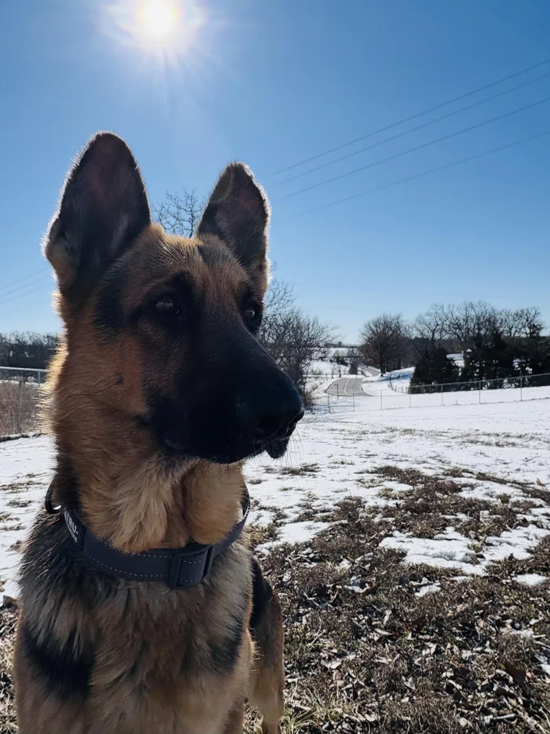 Stanley Aka Stan The thumbnail 2