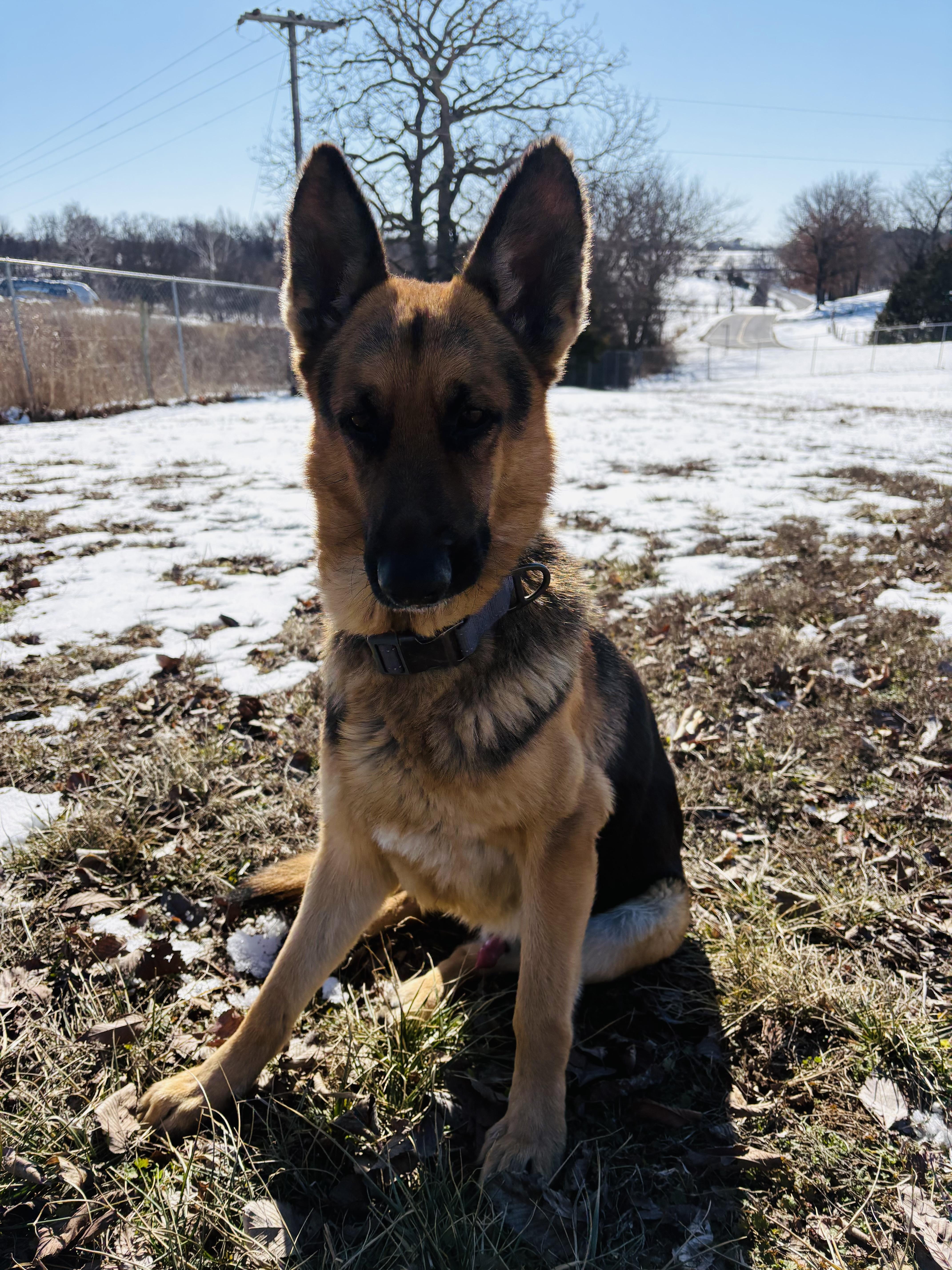 Stanley Aka Stan The thumbnail 3