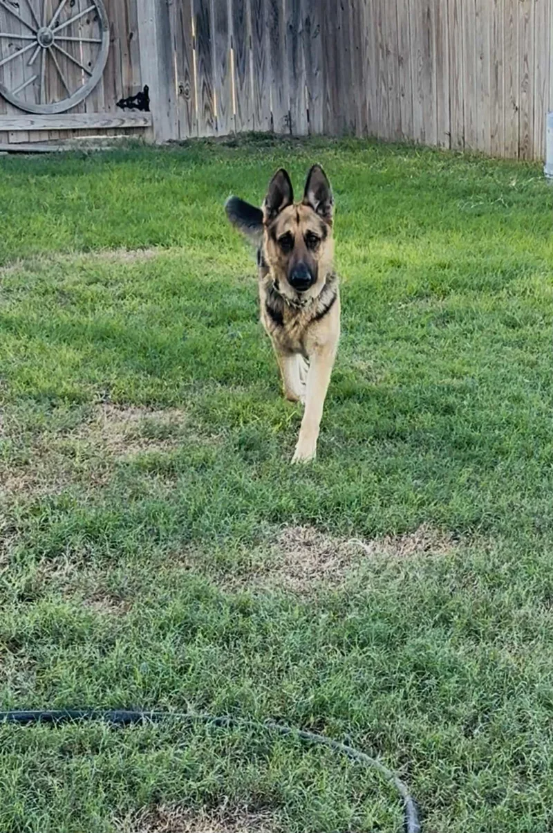 Stanley Aka Stan The thumbnail 4