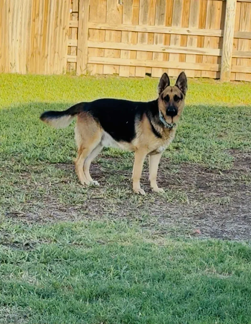 Stanley Aka Stan The thumbnail 5