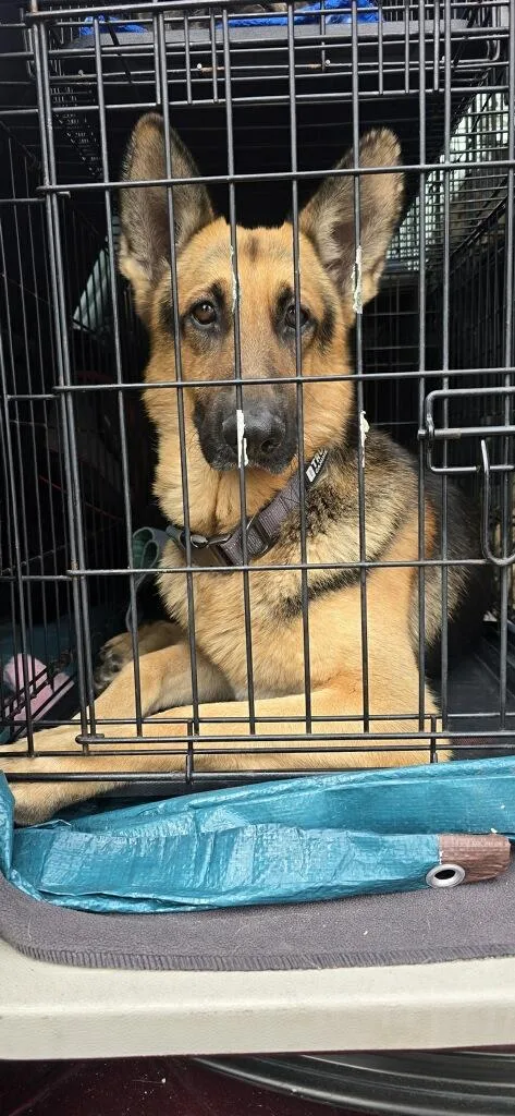 Stanley Aka Stan The thumbnail 6