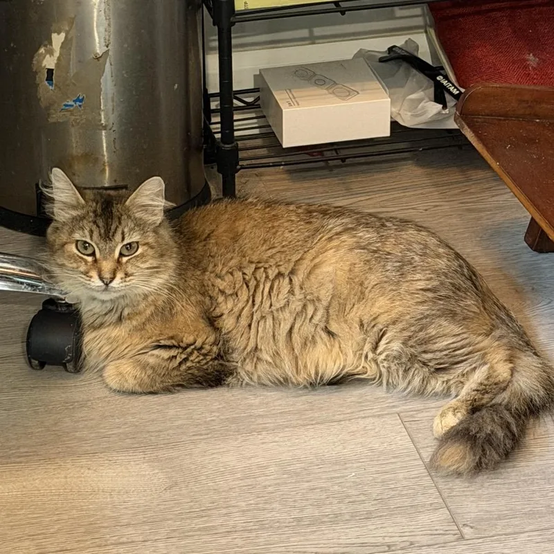 A young medium-sized female Brown / Chocolate Maine Coon cat named Wylie for adoption in Carmel, IN