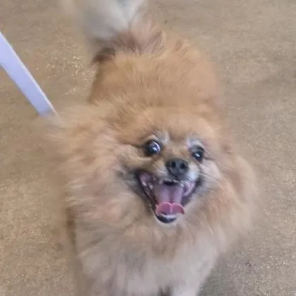 Nala