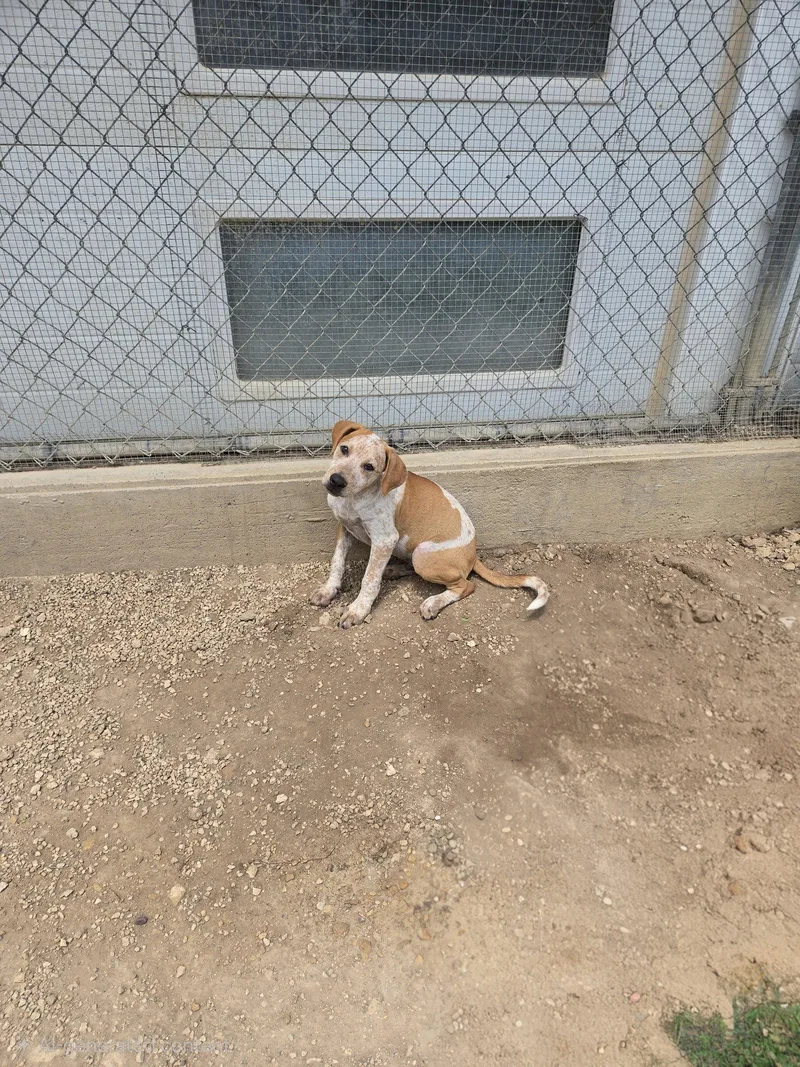 A young medium-sized male Mixed Breed dog named Justice for adoption in Maquoketa, IA