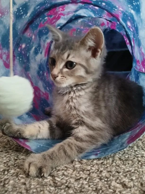 A baby small-sized male Domestic Short Hair cat named Smokey for adoption in Chapel Hill, NC