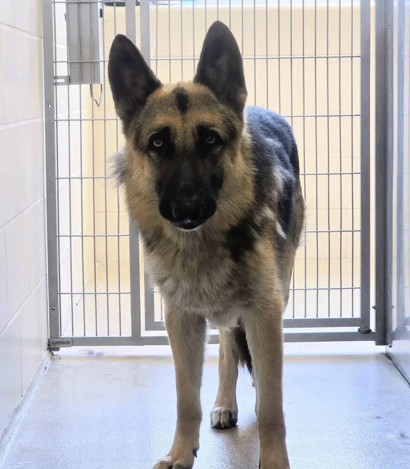 An adult large-sized male Black German Shepherd Dog dog named Charlie for adoption in Amityville, NY