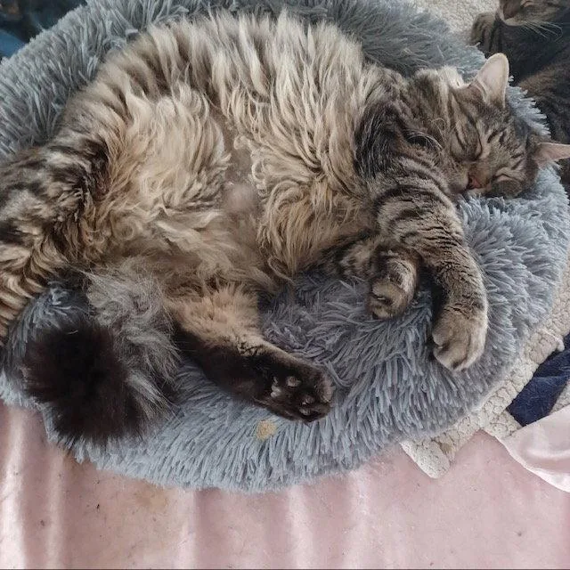 An adult large-sized male Domestic Long Hair cat named Leo for adoption in Drasco, AR