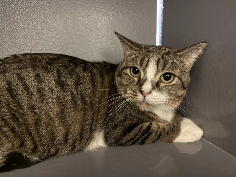 A young medium-sized female Tabby cat named Altana for adoption in Phoenix, AZ