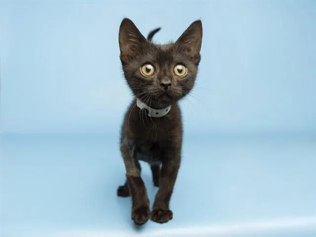 A baby small-sized male Domestic Short Hair cat named Seven for adoption in Phoenix, AZ