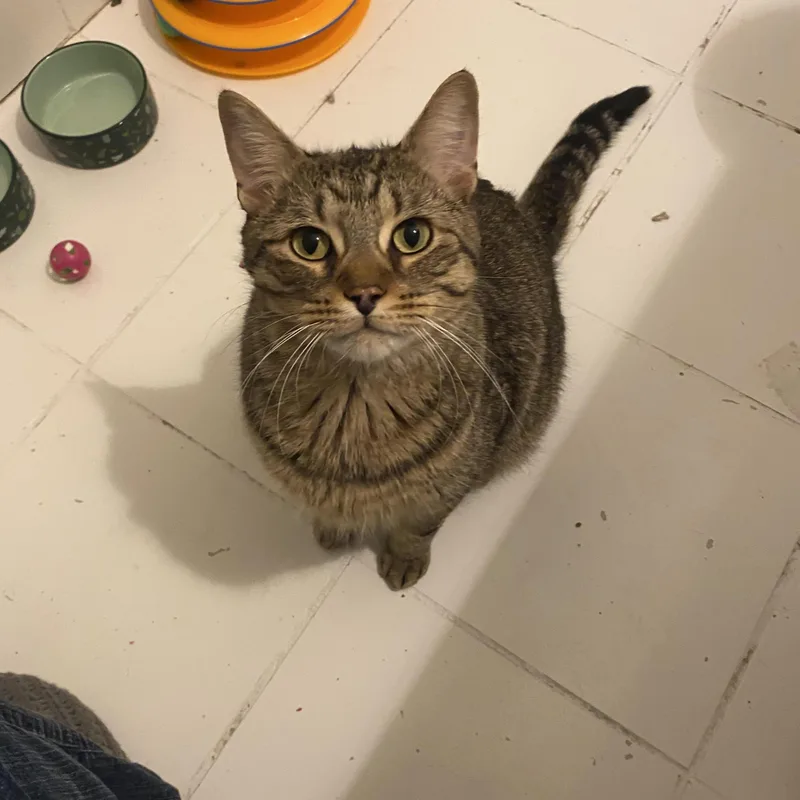 A young medium-sized male Tabby (Buff / Tan / Fawn) Domestic Short Hair cat named Hickory for adoption in Royal Oak, MI