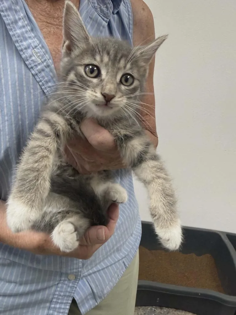 A baby medium-sized female Tabby cat named Fritter for adoption in Grand Junction, CO