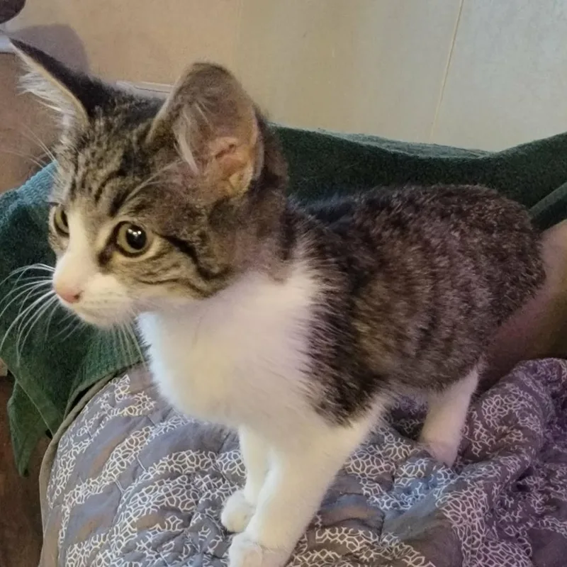 A young small-sized male Brown / Chocolate Domestic Short Hair cat named Bradley for adoption in Austin, TX