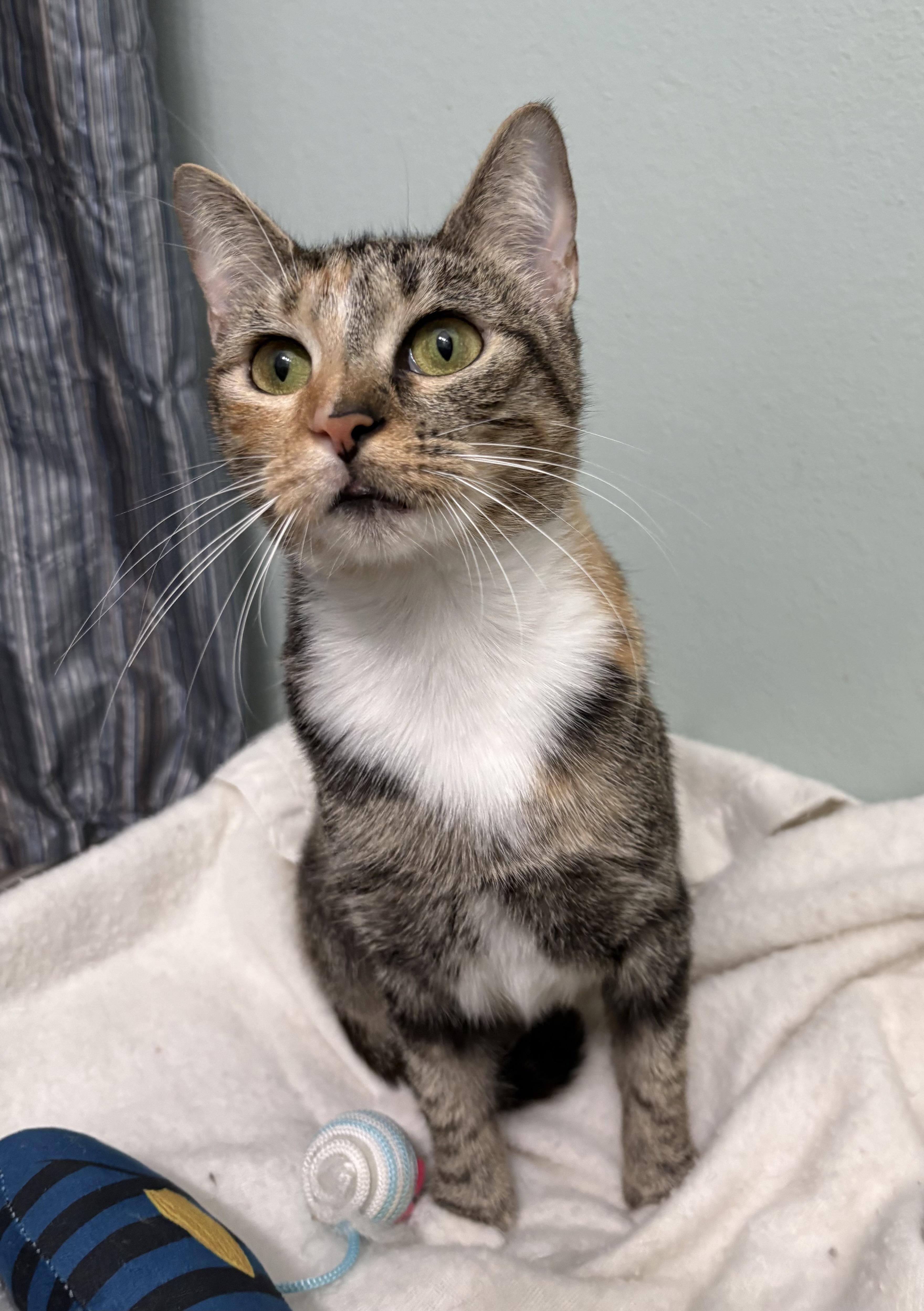 A young medium-sized female Dilute Calico cat named Patches for adoption in Brooksville, FL
