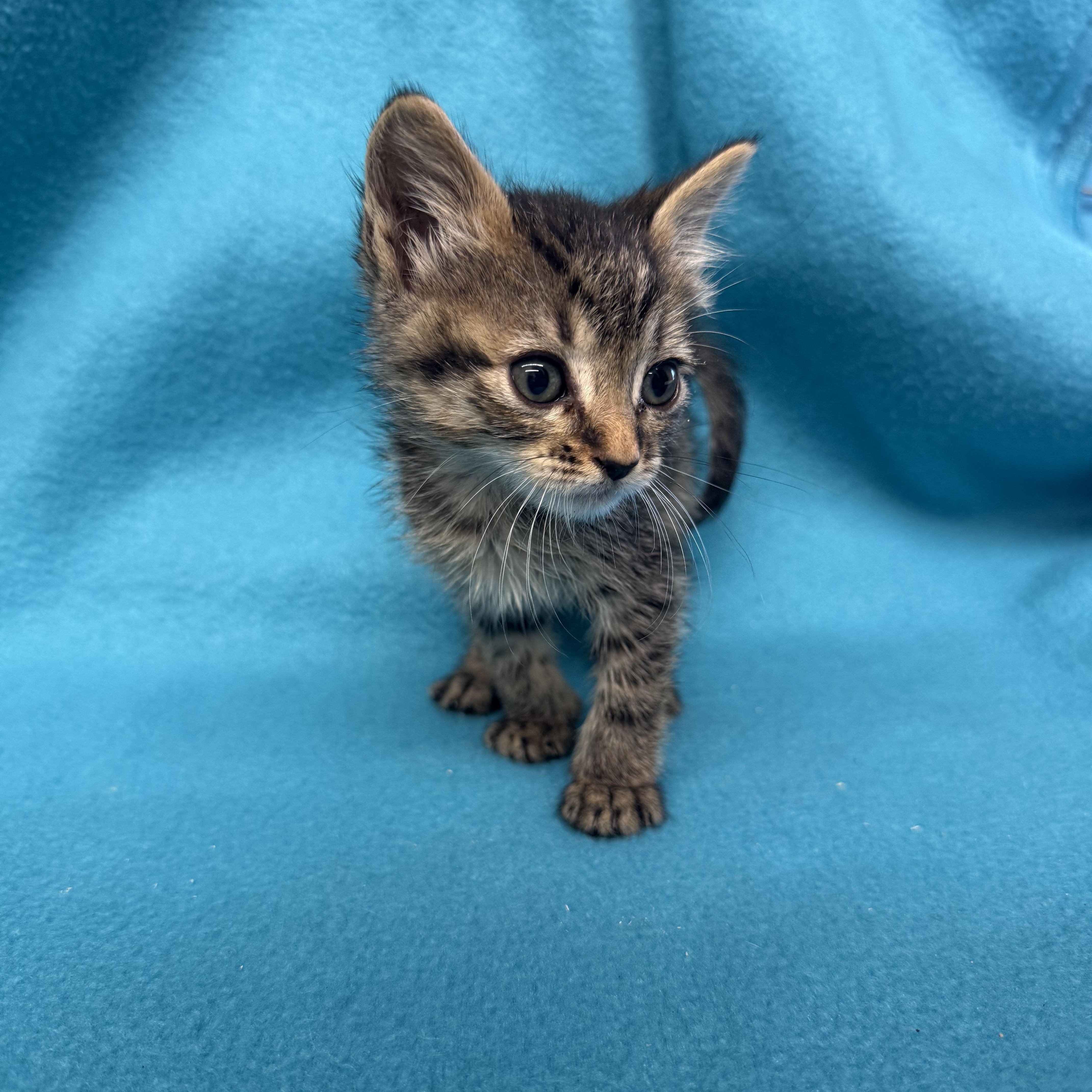 A baby medium-sized female Domestic Short Hair cat named Mochi for adoption in Oakdale, CA