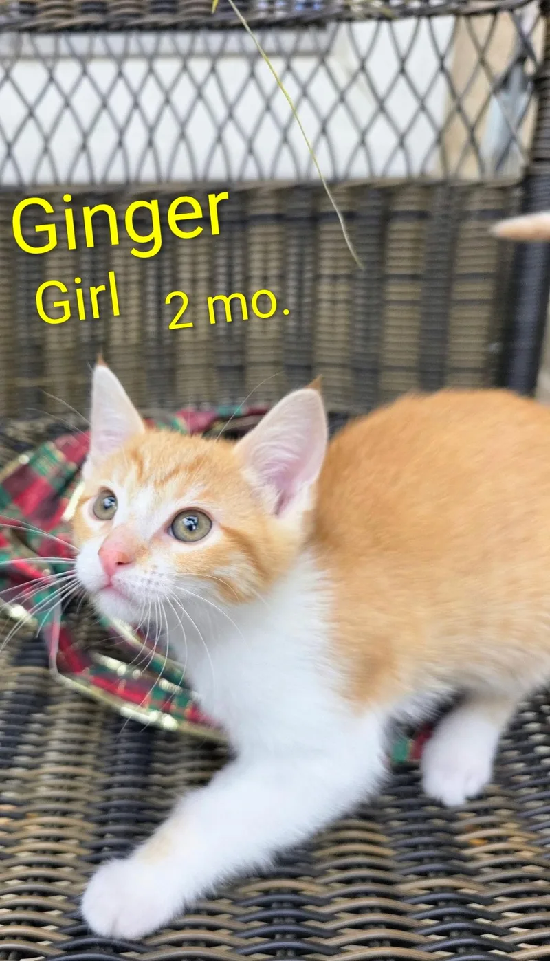 Ginger