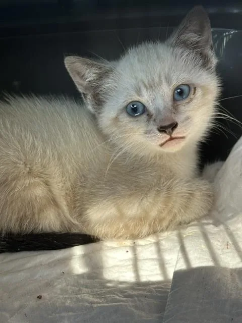 A baby medium-sized female Domestic Short Hair cat named Turnip for adoption in Emerald Isle, NC