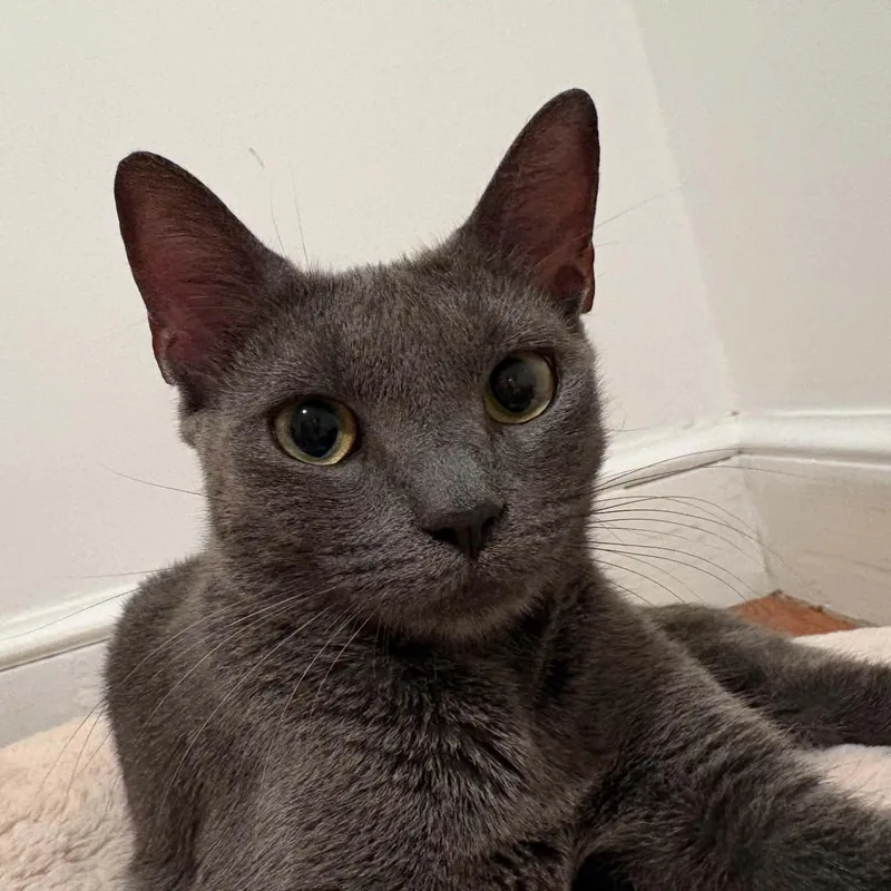 A baby small-sized female Gray / Blue / Silver Domestic Short Hair cat named Bobbie for adoption in Bellmawr, NJ