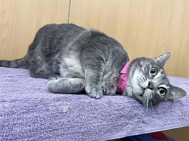 A young medium-sized female Domestic Short Hair cat named Midnight for adoption in Saint Louis, MO