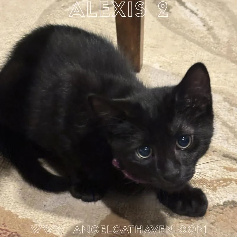 A baby small-sized male Black Domestic Short Hair cat named Alexis for adoption in Plainville, MA