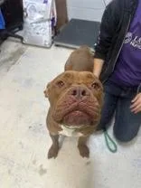 An adult medium-sized female Red / Chestnut / Orange Mixed Breed dog named Jessie for adoption in Manitowoc, WI