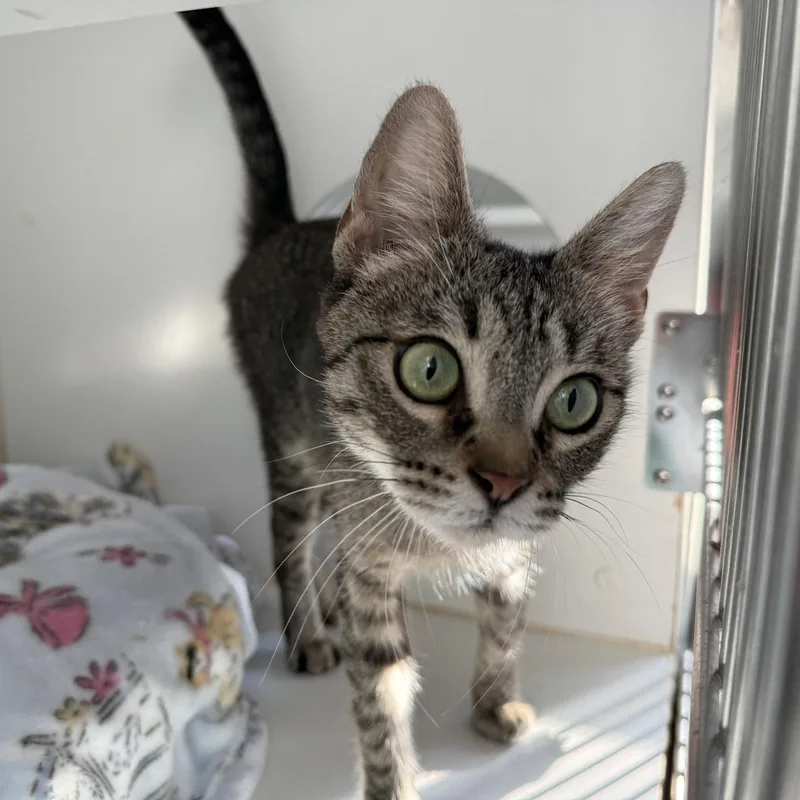 A young medium-sized female Domestic Short Hair cat named Judy for adoption in Oakland, CA