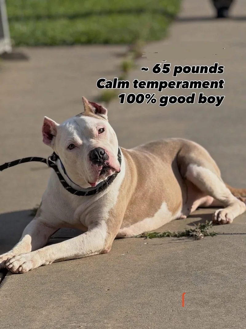 An adult large-sized male Pit Bull Terrier dog named Cain Athens for adoption in Rockaway, NJ