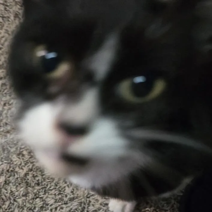 An adult medium-sized female Black & White / Tuxedo Domestic Short Hair cat named Milk Dud for adoption in Liverpool, TX