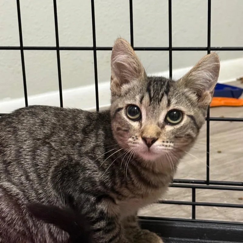 A baby small-sized male Brown / Chocolate Domestic Short Hair cat named Raiju Carter for adoption in Eagle Mountain, UT
