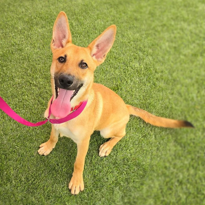 A young small-sized female Yellow / Tan / Blond / Fawn Shepherd dog named Blueberry for adoption in San Antonio, TX