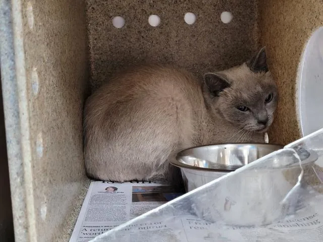 An adult medium-sized female Domestic Short Hair cat named A for adoption in San Pedro, CA