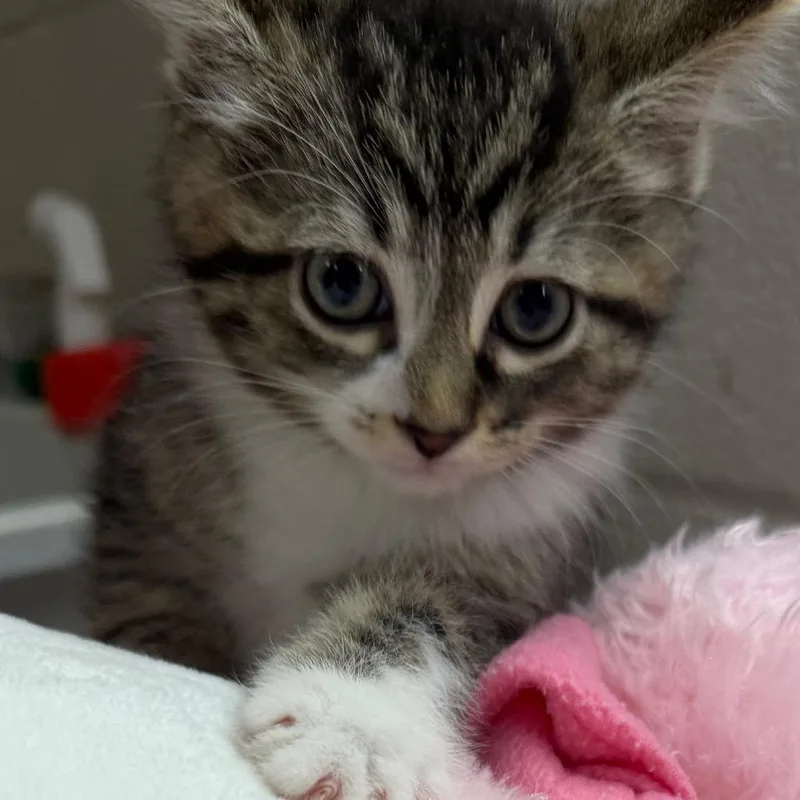 A baby small-sized male Brown / Chocolate Domestic Short Hair cat named Hamilton for adoption in Zanesville, OH