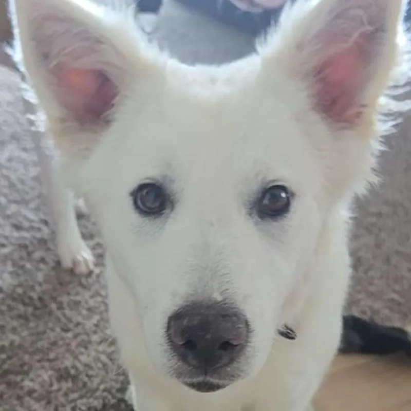 A baby medium-sized female White / Cream Mixed Breed dog named Wiggles for adoption in Buffalo, MN