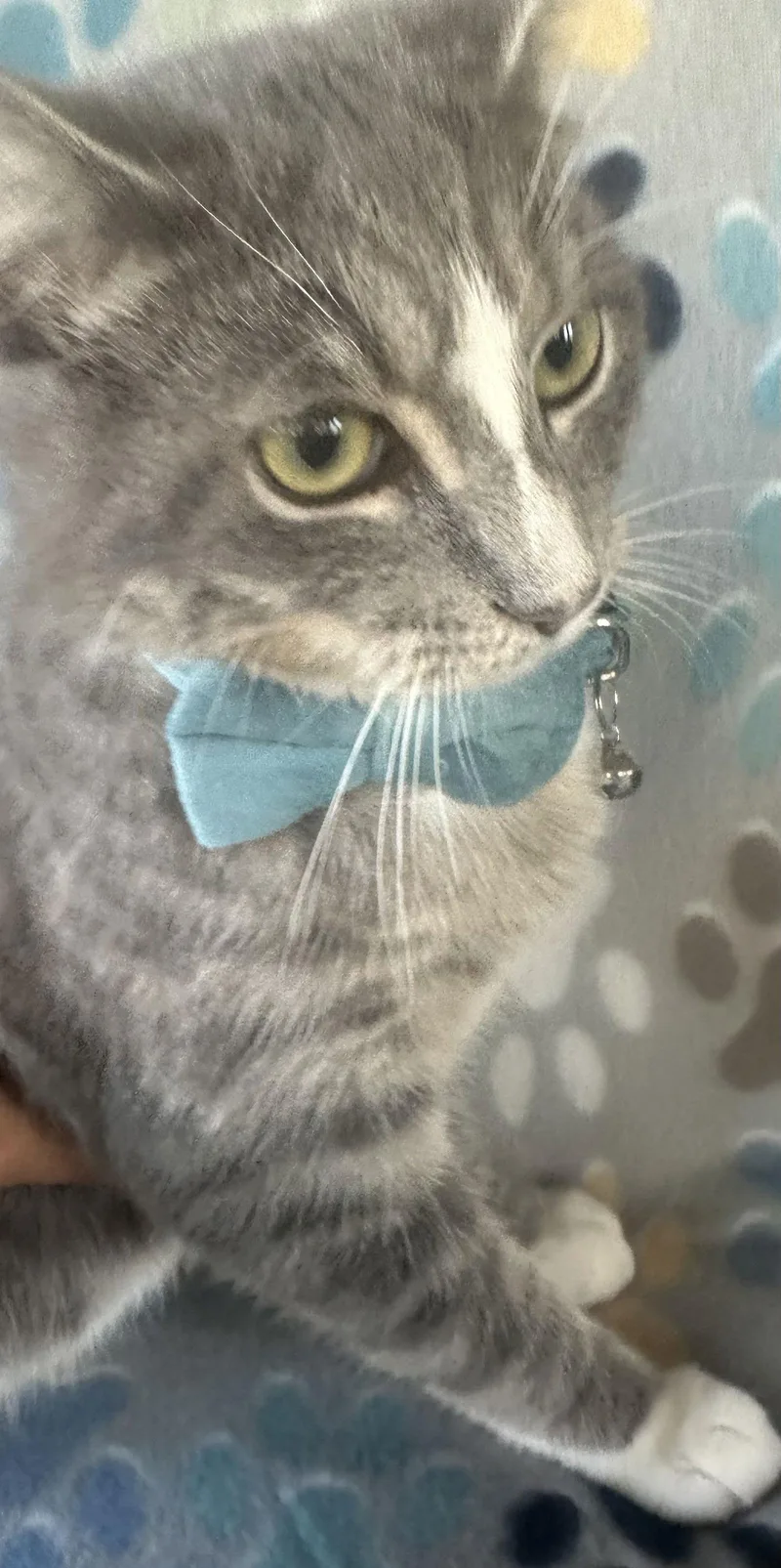 Thing One thumbnail 2